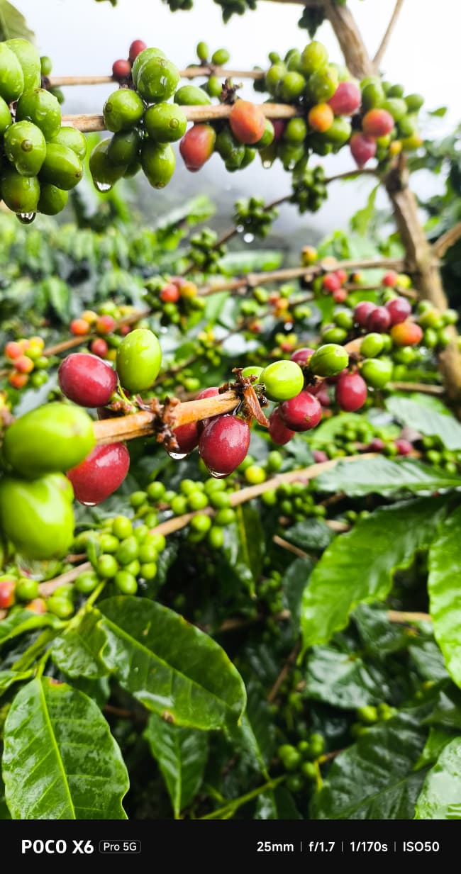 Cosecha de Café