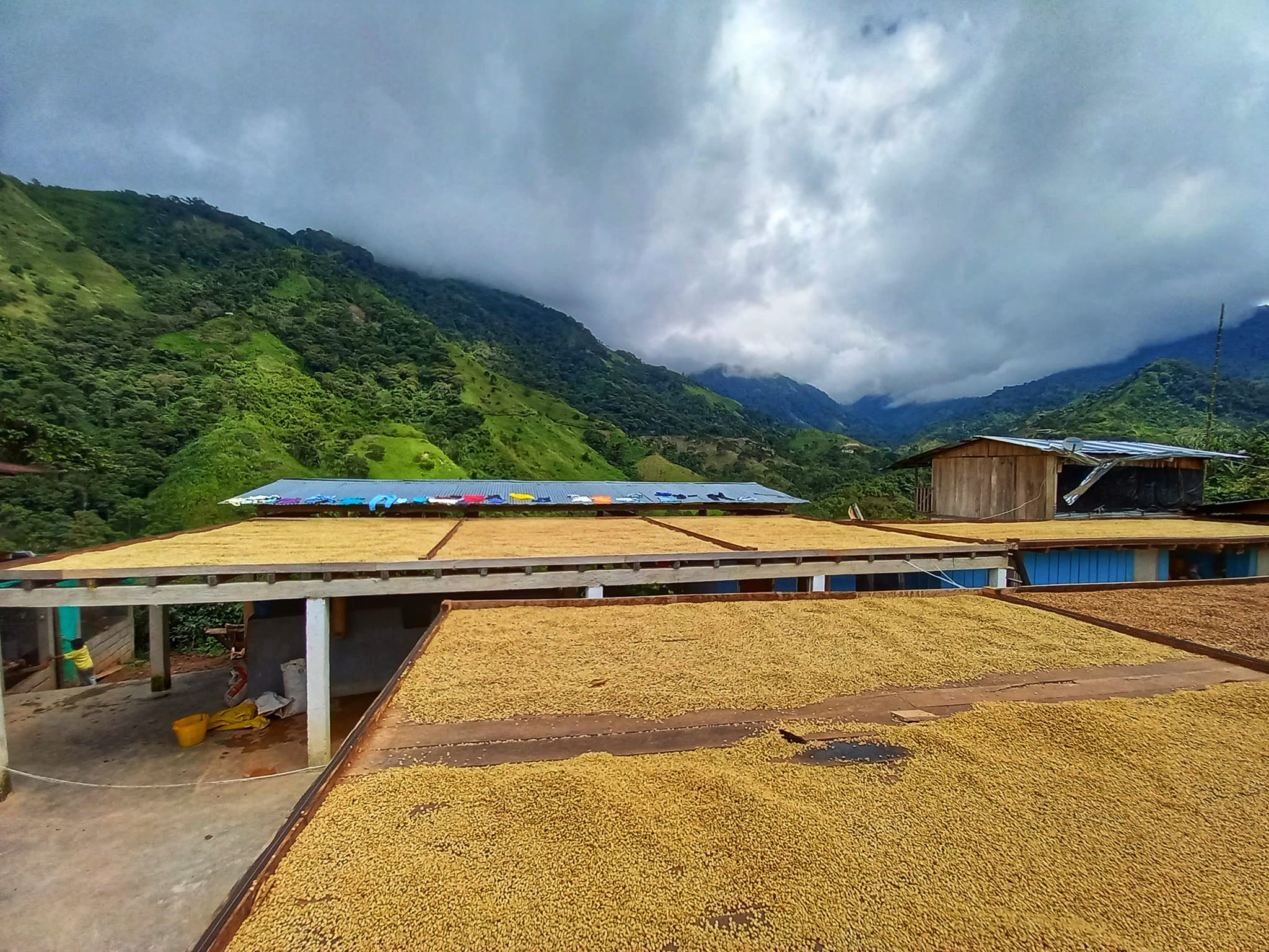 Secado de café